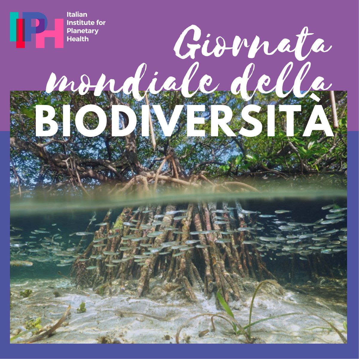 ii4ph's tweet photo. La Giornata mondiale della biodiversità è una giornata istituita nel 2000 dall'Assemblea generale delle Nazioni Unite per celebrare l'adozione della Convenzione sulla Diversità Biologica.

Oggi parliamo di #mangrovie, che rappresentano un hotspot per la #biodiversità . https://t.co/DyP6pD7Br8