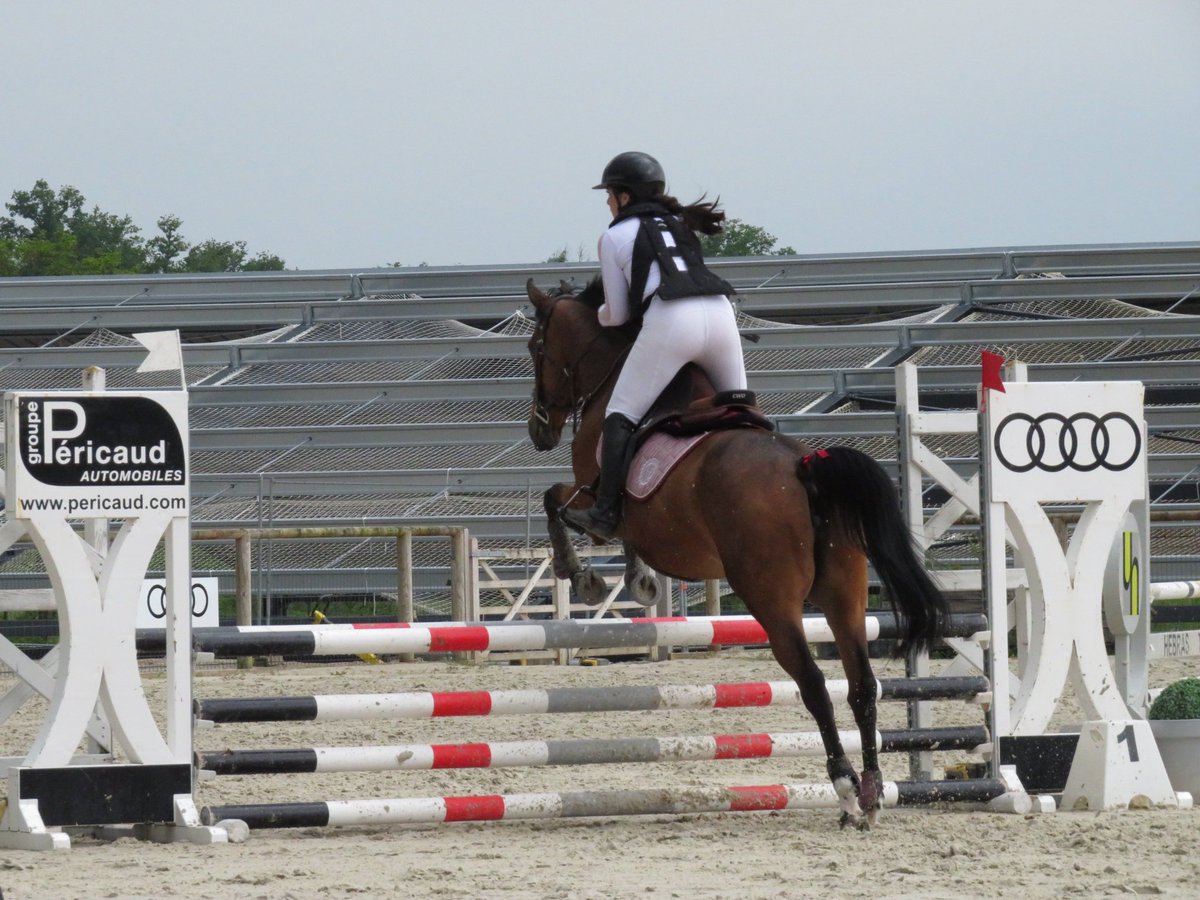 this_is_camcam's tweet photo. 🏅🫶🏻
•
1er sans faute aux Écuries de Moncontour ce week-end avec ma merveilleuse Hantix ❤️‍🔥
•
#HANTIX #angloarabe #cso https://t.co/0jrdEA1ob6
