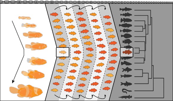 JEvBio's tweet photo. 📣 #SpecialIssue open for submissions!

Inferring #macroevolutionary patterns and processes from #microevolutionary mechanisms 

Guest Edited by @MasahitoTsuboi @GaboriauT &amp; @Phylogenetrips 

👉https://t.co/v0Yyb7MHM8 https://t.co/XpNnwM3qXb