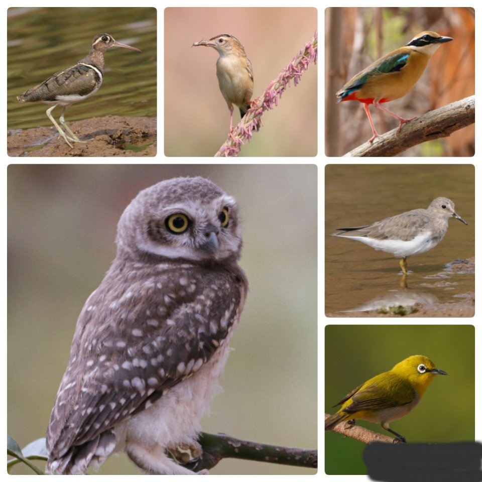 dfogodda's tweet photo. If we pollute the air, water and soil that keep us alive and well, and destroy the biodiversity that allows natural systems to function, no amount of money will save us.
#BiodiversityDay2023  #environnement @jhar_governor @narendramodi  @prdjharkhand @MaunPrakash_IFS https://t.co/JvKKDrRGLe