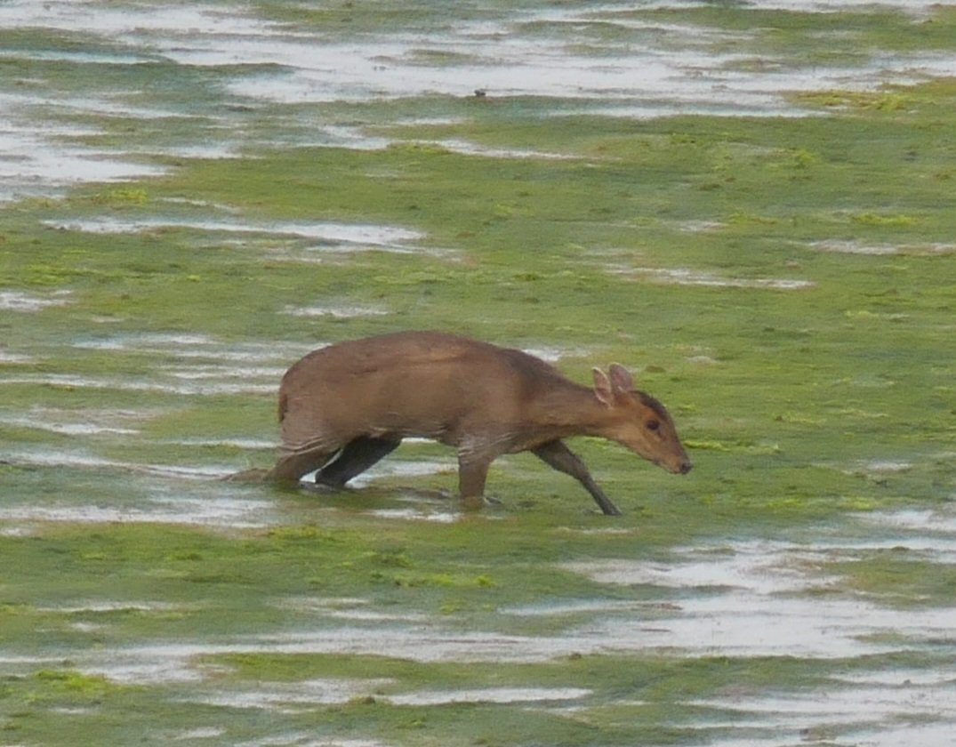 Strange wader activity this morning. It did make it across.