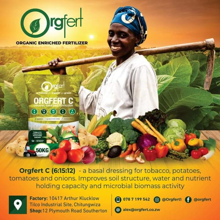 Orgfert1's tweet image. Exciting news for all tobacco farmers as Orgfert has partnered with TRB Kutsaga to bring our fertilizers to your doorstep. Buy your Orgfert C (6:15:12) from any TRB Kutsaga shops in Rusape, Marondera, Mt Darwin, Karoi and Hauna. @KutsagaResearch @timb_zw
0787199542 or 0882121214