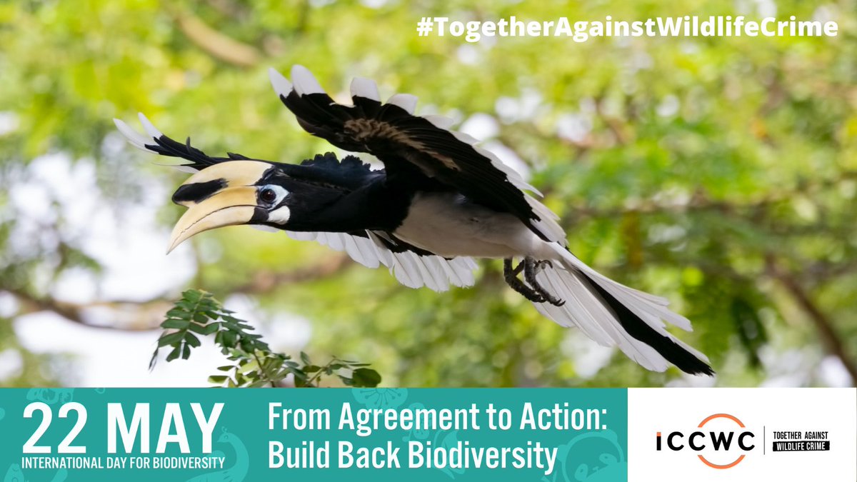 Today is International #BiodiversityDay & a timely reminder that wildlife & forest crime is a serious threat to biodiversity around the world. 

We must work #TogetherAgainstWildlifeCrime to #BuildBackBiodiversity 🌿

Find out more - bit.ly/3EimxCg