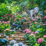 美しい…!梅雨の楽しみ「長谷寺」あじさい寺に行こう!