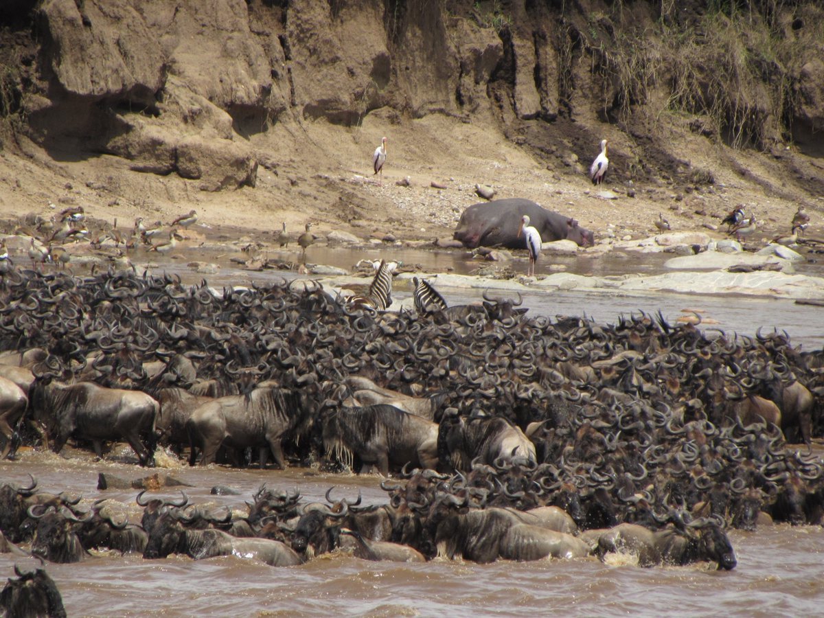 Experience the thrill of watching thousands of wildebeest and other animals as they make their way across the plains of Kenya and Tanzania. 

For bookings: 
📲+254 – 748 717 387
📧info@toafrika.com

#WildebeestMigration #Kenya #Tanzania #TravelAdventures