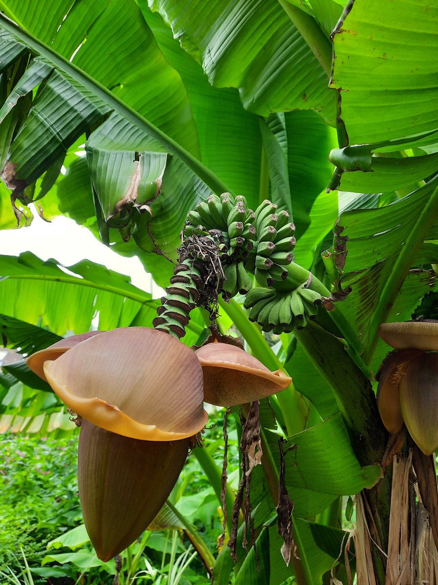 @Marinodusting @DocRichard @ChilliRed These bananas were grown, outdoors, in West Sussex
