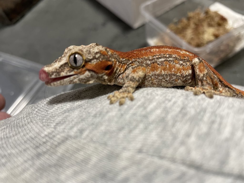 iamowata's tweet photo. 生き物を愛でながらエオルゼアにインするだけでお金が貰える仕事に就きたい
#猫のいる暮らし 
#猫と爬虫類 https://t.co/TwieRUY1ao