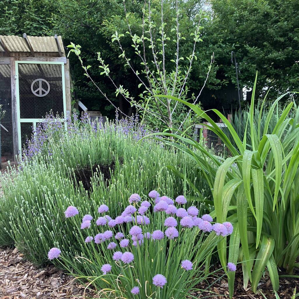 I love chives. They are hardy, bloom beautifully, are easy to separate, and bonus for being edible. These chives originated from a plant that was here when I bought the house 8 years ago that I have pretty much moved and separated every year.. Click here… bit.ly/2SfI4n0
