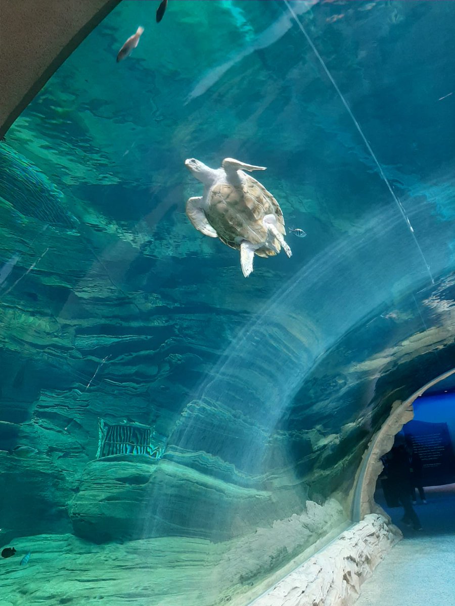 Italy in UAE (@italyinuae) on Twitter photo All'inaugurazione di <a href="/SeaWorldAD/">SeaWorld Yas Island, Abu Dhabi</a>, insieme al veterinario 🇮🇹 Matteo Sommer, che si prende cura della salute dei pesci e mammiferi dell'acquario 🐠🐢 All'inaugurazione di <a href="/SeaWorldAD/">SeaWorld Yas Island, Abu Dhabi</a>, insieme al veterinario 🇮🇹 Matteo Sommer, che si prende cura della salute dei pesci e mammiferi dell'acquario 🐠🐢