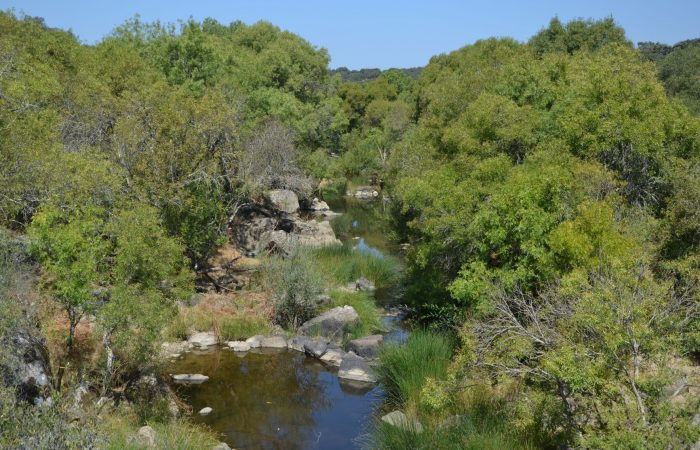 🌳🐦 🦔🌊Restaurar a biodiversidade e restaurar o ciclo da água são as 2 faces da mesma moeda:

No #DiaInternacionaldaBiodiversidade, a Quercus destaca as principais ameaças por detrás da destruição do nosso património natural e paisagem.

Comunicado: bit.ly/3BOFHxK