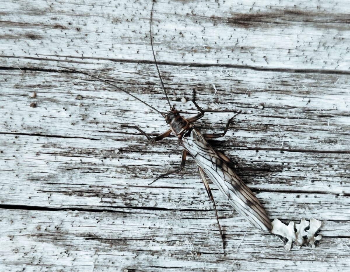 I am not good with all these 'International Days of...', but today's one really matters to me. On #WorldBiodiversityDay let's look at these tiny freshwater creatures, often overlooked, but very beautiful (and also important for our wellbeing, e.g. #selfpurification)!