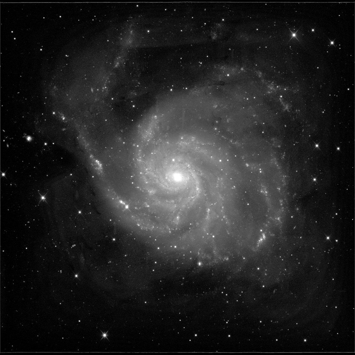 LboroGSAstronomy (@lborogsastron) on Twitter photo I will not get bored taking images of this #supernova. Another image taken using the <a href="/faulkestel/">Faulkes Telescope</a>. it has been designated #SN2023ixf and is a type II core collapse. These are generally older stars that are found in the spiral arms. #lborogrammar #clearskies I will not get bored taking images of this #supernova. Another image taken using the <a href="/faulkestel/">Faulkes Telescope</a>. it has been designated #SN2023ixf and is a type II core collapse. These are generally older stars that are found in the spiral arms. #lborogrammar #clearskies