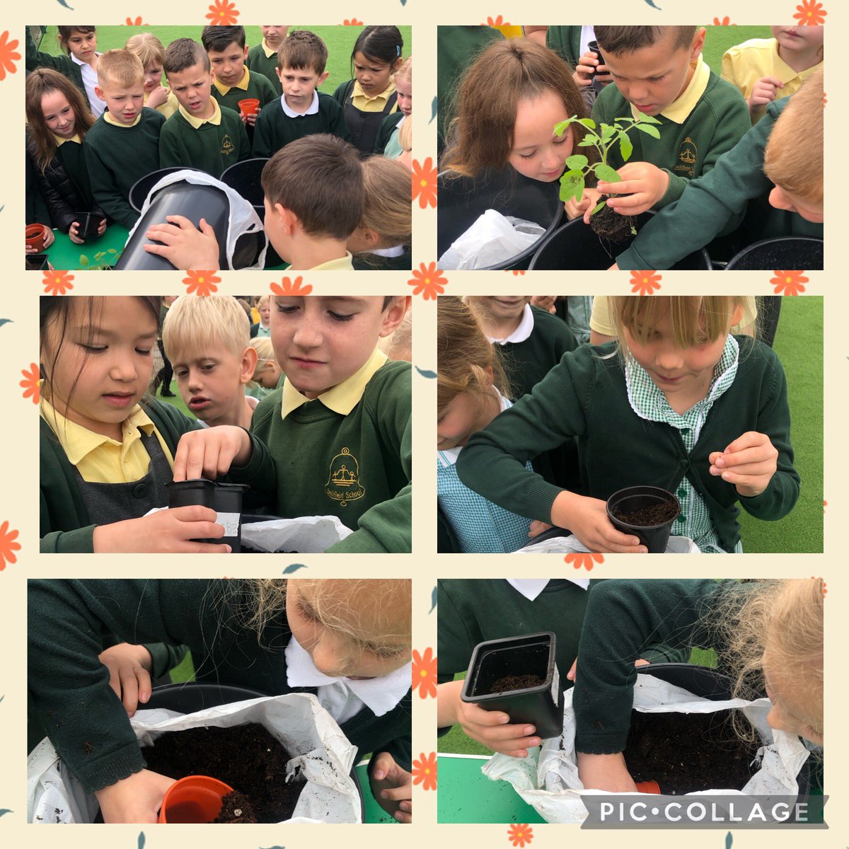 BellfieldPS's tweet photo. In year 2 we have been doing some planting and can’t wait to see our sunflower seeds germinate! 🌻#BellfieldScience https://t.co/xLpw45kw0R