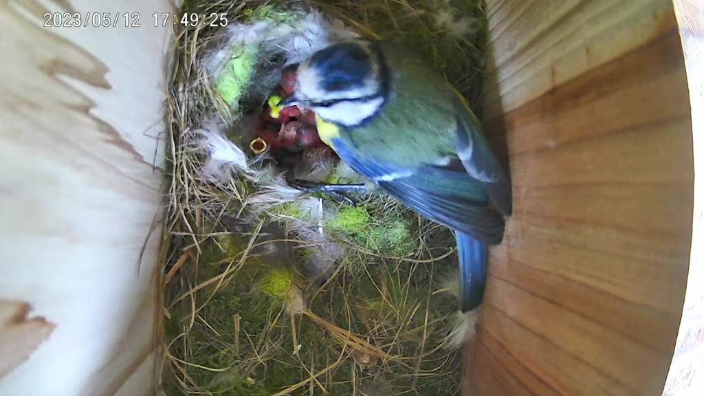 EnvAgencySE's tweet photo. We have some new arrivals in our camera birdbox at Allington Lock. Bluetit mum and 9 chicks doing well. #AllingtonLock #Medway https://t.co/yVKveu2vo6