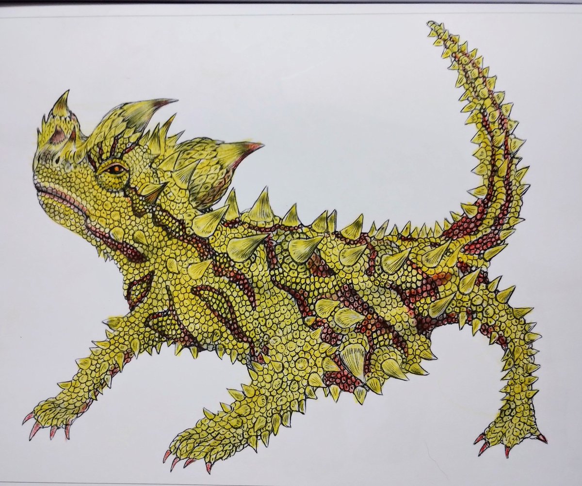 Hubbybubble's tweet image. Last Nights effort Thorny Devil #reptiles #pencilcolours #colou