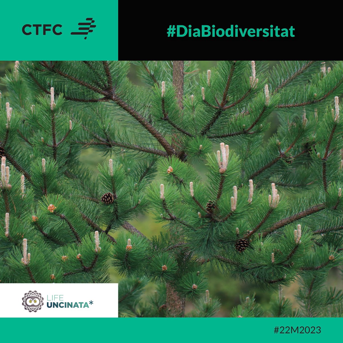 ctforestal's tweet photo. 🌲El projecte @LIFE_UNCINATA vol conservar, restaurar i fer més #resilients els boscos de #pinegre dels Pirineus, un hàbitat d’interès prioritari a 🇪🇺

👉Aquest tipus de #boscos de pi negre són un hàbitat únic que acull espècies amenaçades🦉 https://t.co/hNqdVr1a5I