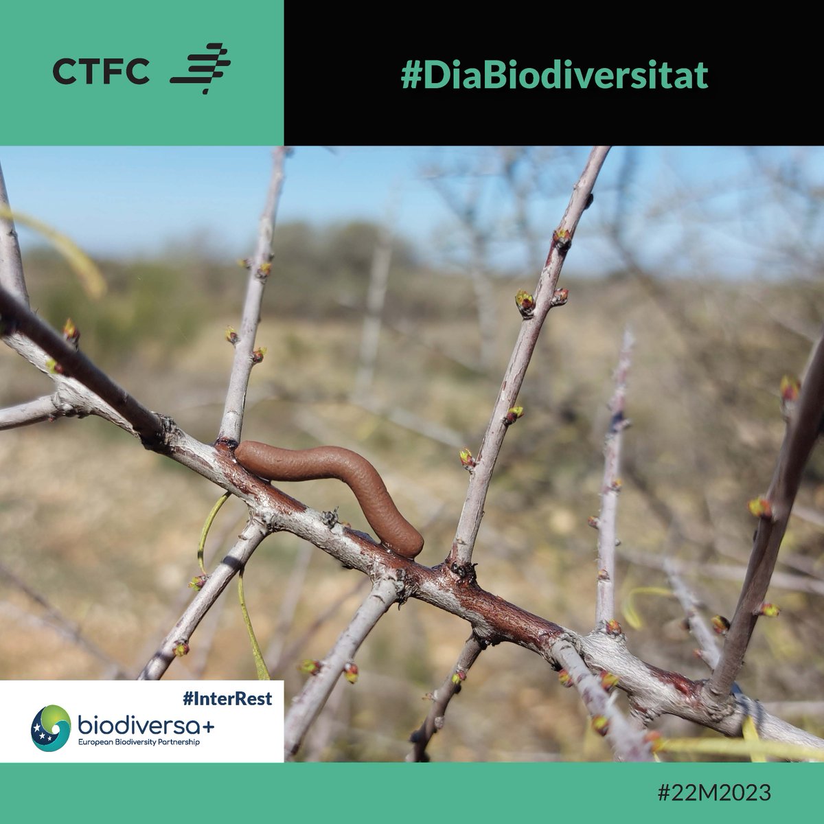 ctforestal's tweet photo. A la natura tot està connectat #InterRest @BiodiversaPlus estudia la interacció entre espècies en prats calcaris a🇪🇪🇩🇪🇪🇸per comprovar si la restauració d’aquests hàbitats comporta interaccions més estables i complexes entre les espècies de plantes, pol·linitzadors i #ocells🌿🐝🐦 https://t.co/qmoCuFktaE