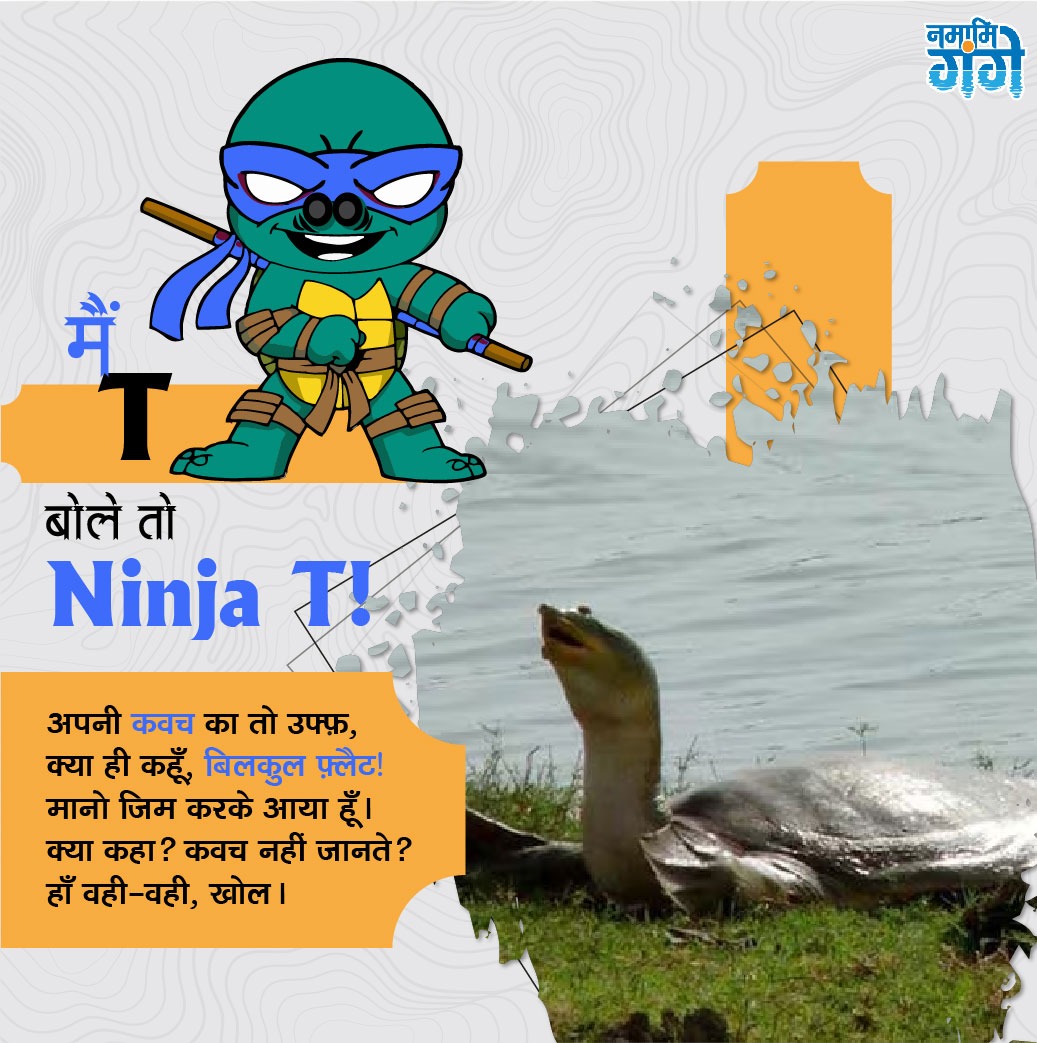 cleanganganmcg's tweet photo. मैं T, बोले तो Nijna T!
अपनी कवच का तो उफ़्फ़, क्या ही कहूँ, बिलकुल फ्लैट! मानो जिम करके आया हूँ। क्या कहा? कवच नहीं जानते? हाँ वही-वही, खोल।
#IndianSoftshellTurtle
#NinjaTurtle #ReptileSpecies #FreshwaterTurtle #IndianWildlife #Biodiversity #EcosystemProtection #RiverGanga https://t.co/T6H6NYPKCC