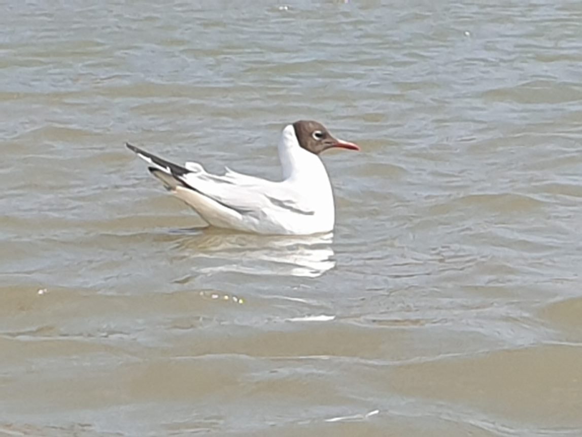 We are hearing new, very sad reports of bird flu making its way back and wreaking a havoc among black headed gull breeding colonies. If you see a dead bird, particularly a sea bird or a wader, please report it to Defra or the BTO. Links are provided below.