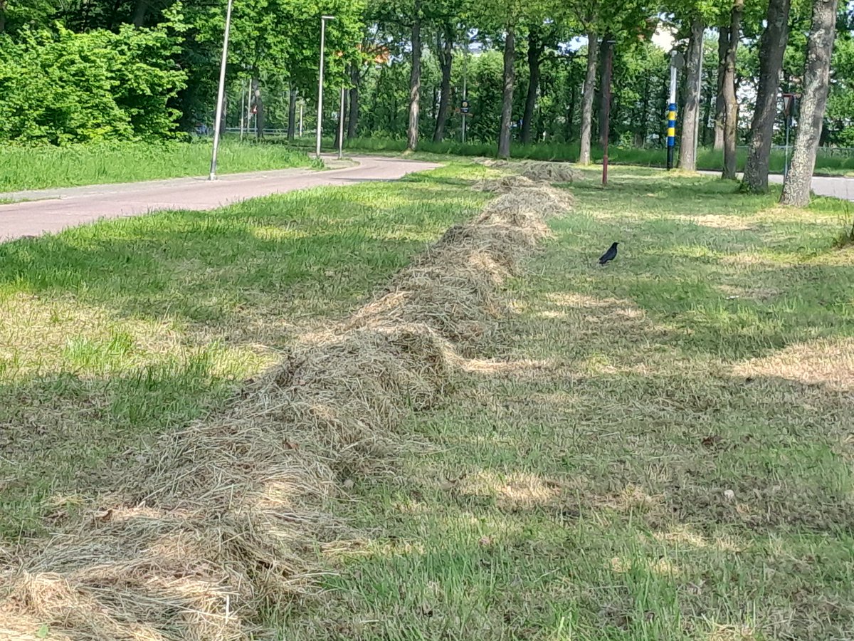 We zijn volop bezig met het maaien van de bermen, we doen nu een deel, andere delen laten we staan voor de bloemen en insecten. Over 6 weken bloeien de nu gemaaide vakken weer en dan maaien we de rest.