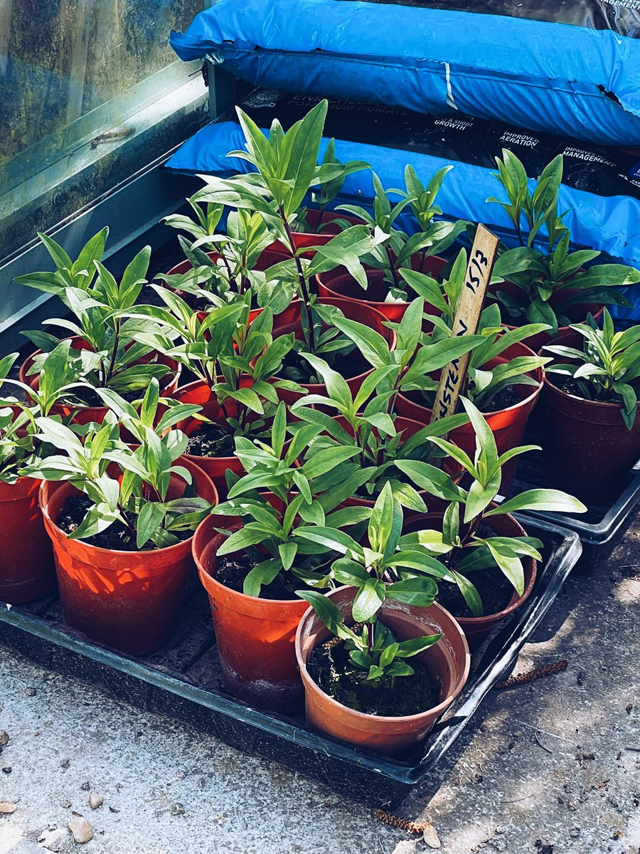 “Gardening adds years to your life, and life to your years” 🌱 #gardening #gardeners #gardenersofinsta #gardenersofinstagram #gardenerspfig #gardengram #gardeninggram #gardenlife #gardeninspo #gardentools #gardenphotography #picoftheday #foryoupage