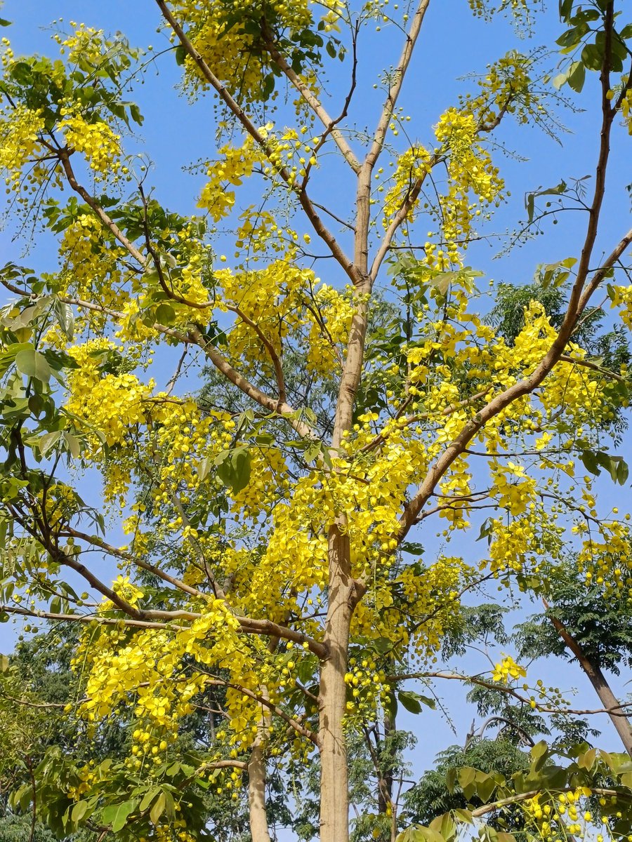 Cassia fistula# Golden shower tree# Pudding pipe tree# True bliss..🌼🌼🌳🌳
