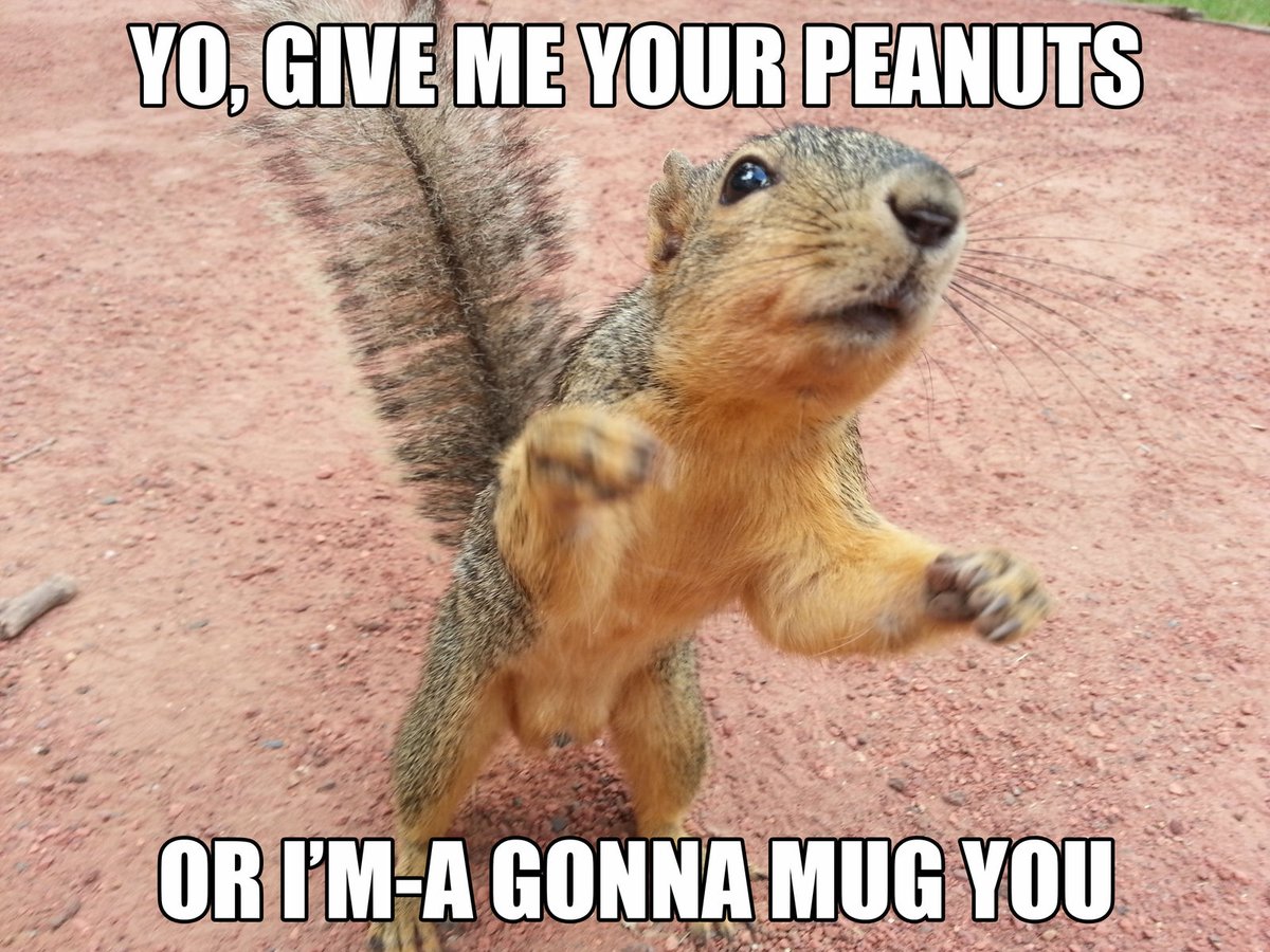 XPest_'s tweet image. The squirrel🐿 will be cute only when it stops stealing your nuts🥜🌰, LOL🤣
Do you love❤️ squirrels or hate🚫 squirrels more?
#xpest #careland #squirrelcontrol