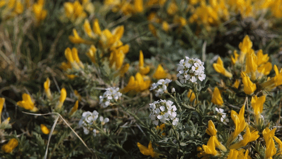 OrdosChina's tweet photo. 🌼Lignum caraganae, a rare plant that lives in the desert, is now in full bloom in the grasslands of Otog Front Banner of #Ordos city, luring tourists to admire the rolling fields of charming yellow flowers. #SpringInInnerMongolia #BiodiversityDay https://t.co/eR7MAyaQC3
