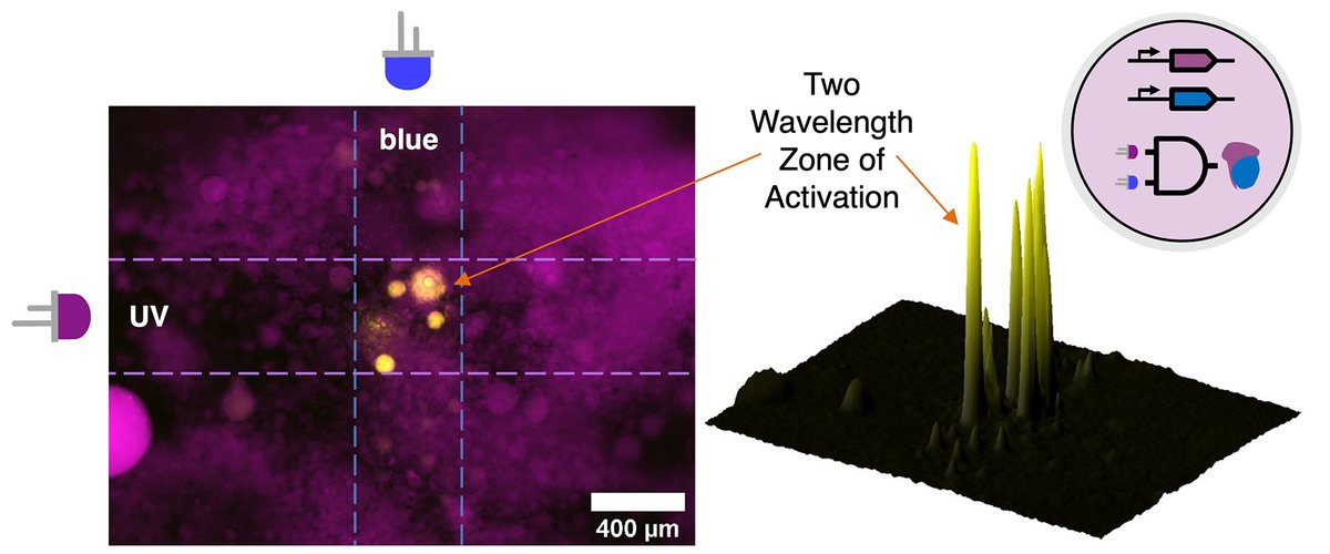 Synthetic Cell initiative (@syncelleu) on Twitter photo <a href="/DrMikeBooth/">Michael Booth</a> and his team at <a href="/UCLChemistry/">UCL Chemistry</a> have developed a method to turn gene expression on or off using multiple wavelengths of light.
A promising technique to study complex cellular processes and advance #syntheticcell #research and #technology!
More:
syntheticcell.eu/2023/05/22/res⦠<a href="/DrMikeBooth/">Michael Booth</a> and his team at <a href="/UCLChemistry/">UCL Chemistry</a> have developed a method to turn gene expression on or off using multiple wavelengths of light.
A promising technique to study complex cellular processes and advance #syntheticcell #research and #technology!
More:
syntheticcell.eu/2023/05/22/resβ¦