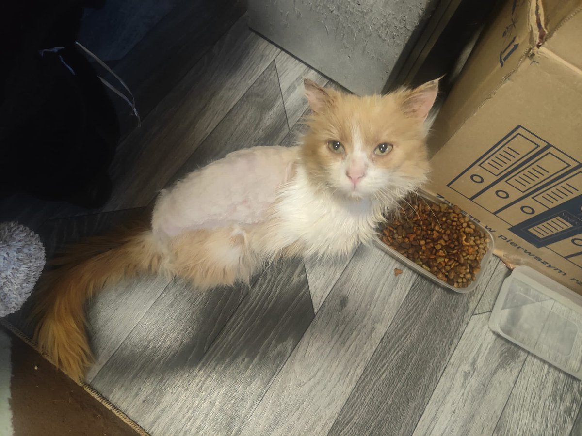 Big Hearts 4 Small Paws tweet media