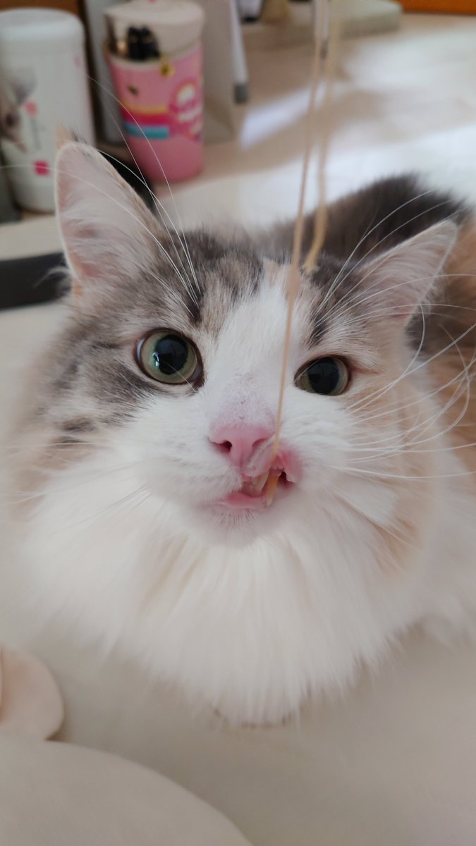 emma22nor's tweet photo. 一度捉えた獲物は逃さない系女子😼

#うちのねこ
#ノルウェージャンフォレストキャット https://t.co/rJKEwV9SNK