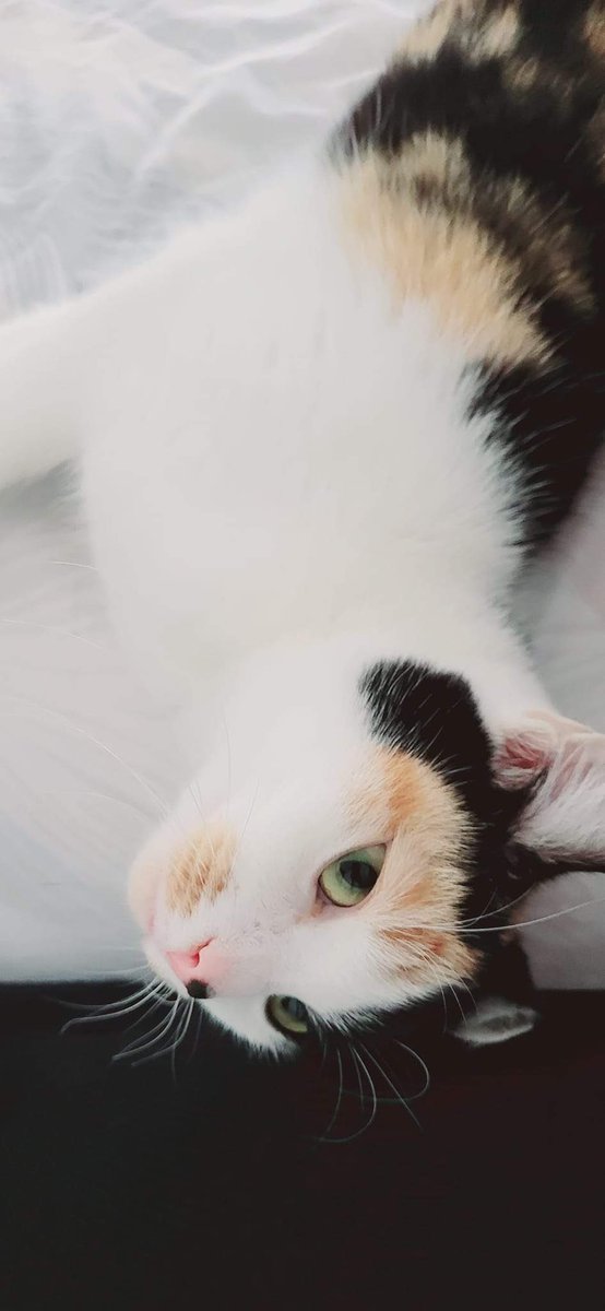 Big Hearts 4 Small Paws tweet media