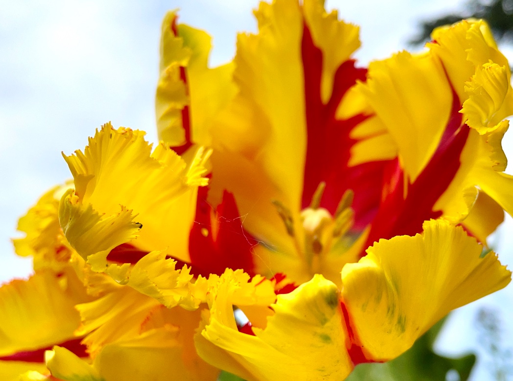 My wonderful tulips #flowerphotography #ChelseaFlowerShow #chelseaflowershow2023 #loveukweather @ChrisPage90 @carolkirkwood