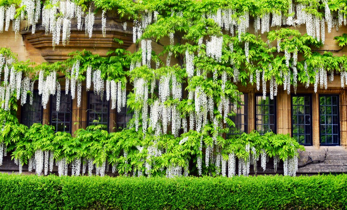 Like a beautiful floral waterfall
📸Wisteria in Longwall Quad