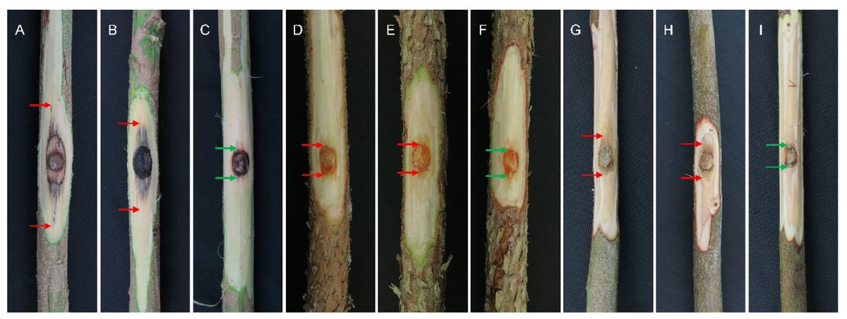 Pathogens_MDPI's tweet image. 📢 Characterization of Pseudofusicoccum Species from Diseased Plantation-Grown Acacia mangium, Eucalyptus spp., and Pinus massoniana in Southern China
👨‍🎓 by Guoqing Li et al.
🔗 mdpi.com/2076-0817/12/4…
👉 Special Issue: Plant Pathogenic #Fungi
#plantpathogen
#phytopathogen