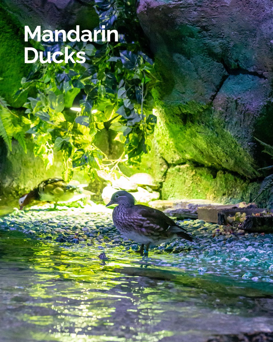 #DidYouKnow In Asian cultures, Mandarin ducks are known to be extremely faithful to their partner, and are therefore considered as the symbol of love #InAbuDhabi #TheNationalAquariumAbuDhabi #wildlife #abudhabi #abudhabilife #abudhabiinstagram #abudhabicity