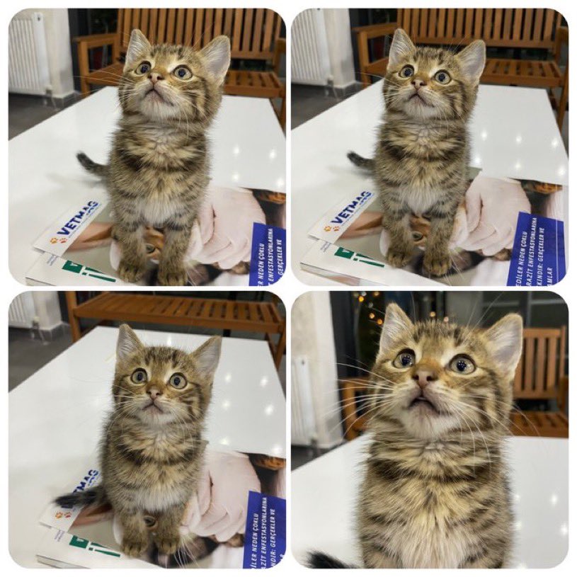 45 günlük, erkek, kuru mama yiyor, kum eğitimi var🐣
Ömürlük yuvasını arıyoruz🫧
🧚🏼‍♀️ANKARA
💜05529405853

<a href="/pinarrcalikk/">Pınar Çalık</a>