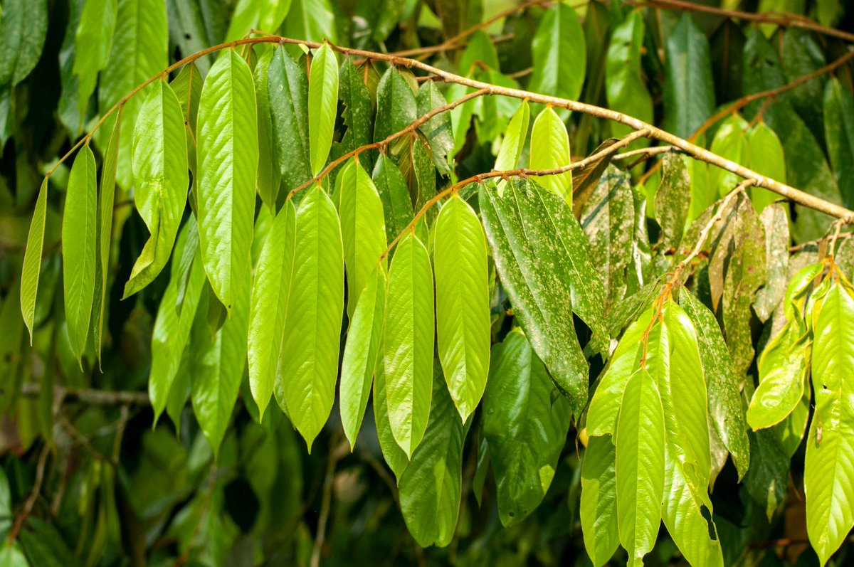 Discovery of a giant! – Meiogyne arunachalensis, a newly described tree belonging to the custard apple family is the latest addition to the floristic diversity of Arunachal Pradesh @moefcc @ArunForests @EJBotany @vrtiwari1 
journals.rbge.org.uk/ejb/article/vi…