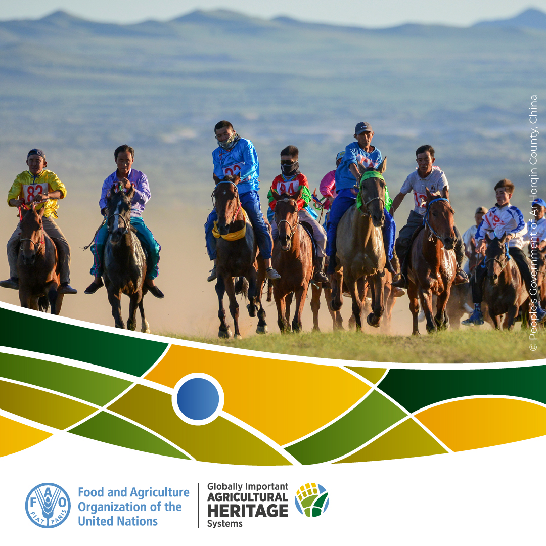 🔷 Ar Horqin Grassland Nomadic System in Inner Mongolia, China.

Learn more about the site here 👉bit.ly/3ImfkTF

#GIAHS #AgriculturalHeritage