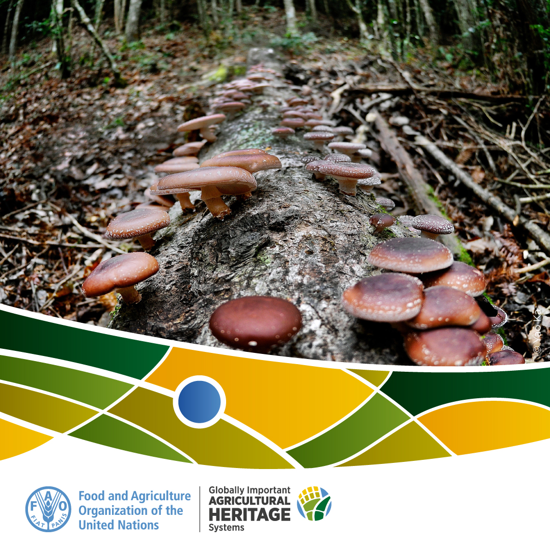 🔷Qingyuan Forest-Mushroom Co-culture System in Zhejiang Province, China.

Learn more about the site here 👉
bit.ly/3BEm3ES

#GIAHS #AgriculturalHeritage