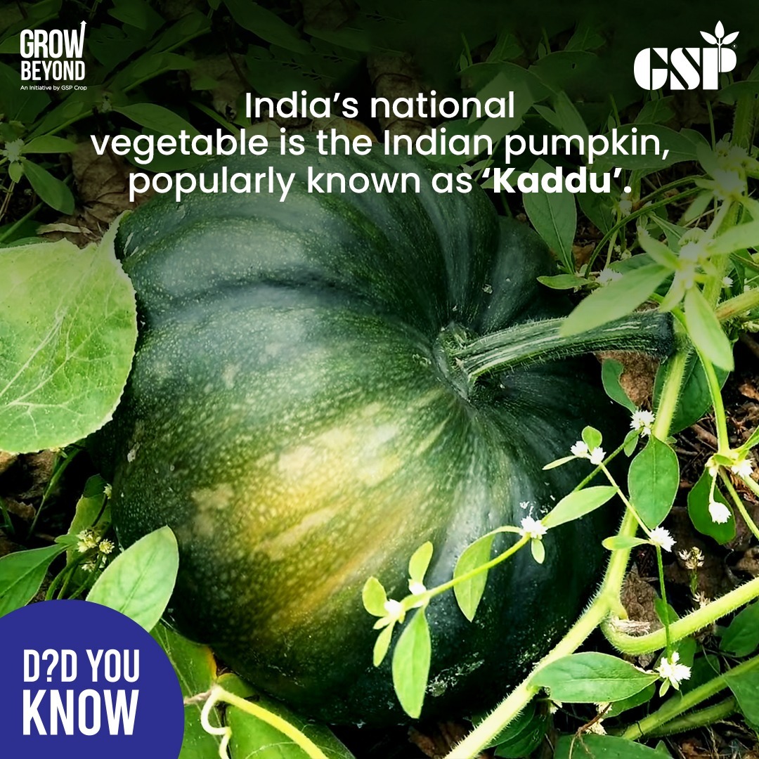 List 32+ Pictures what is the national vegetable of india Superb List 32+ Pictures what is the national vegetable of india Superb