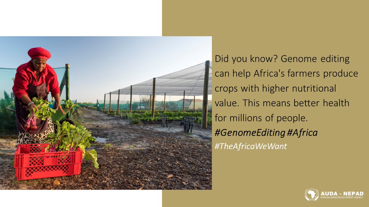 Did you know? Genome editing can help Africa's farmers produce crops with higher nutritional value. This means better health for millions of people. #GenomeEditing #Africa #TheAfricaWeWant