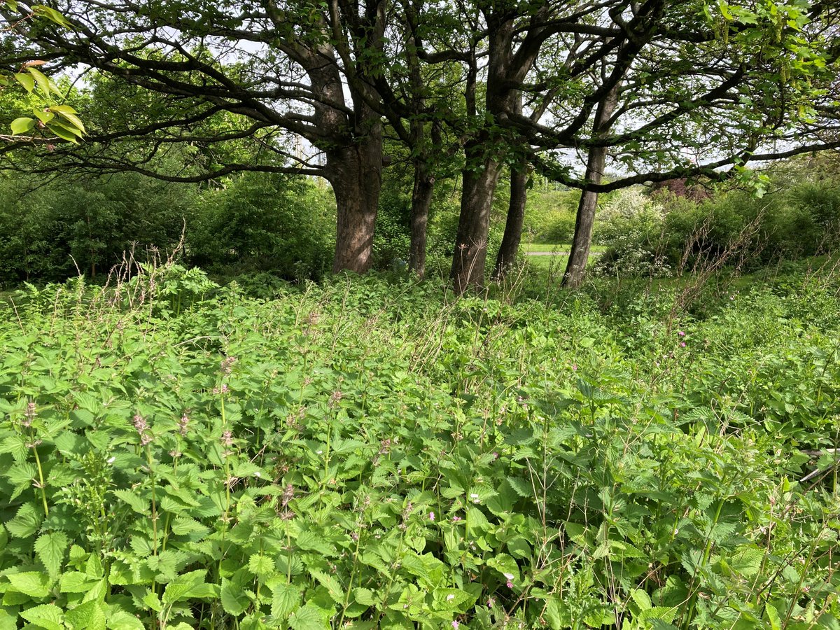 As part of their Global Volunteer Days, Morningstar rescued a young orchard by clearing nettles and weeds which had taken over. You can see the huge difference they made - the young trees now have the space to grow and thrive! @MorningstarInc
#corporatevolunteering #giveback