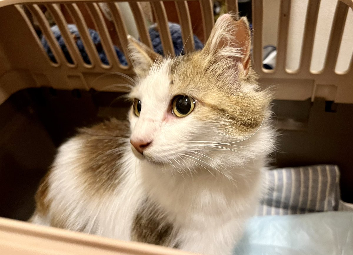 docma1212's tweet photo. 絶世の美少女がやって参りました🫶
外猫ちゃん達のTNR、お世話を頑張ってくださっている方からのSOS。兄弟が亡くなってしまい保護を決意…😭
明後日病院行って早めに里親募集します！めちゃくちゃ性格良くなでなで抱っこ余裕、他の猫に威嚇なし！完璧か？？
ビビッと運命感じちゃった人はDM🫡 https://t.co/UaCs65j4si