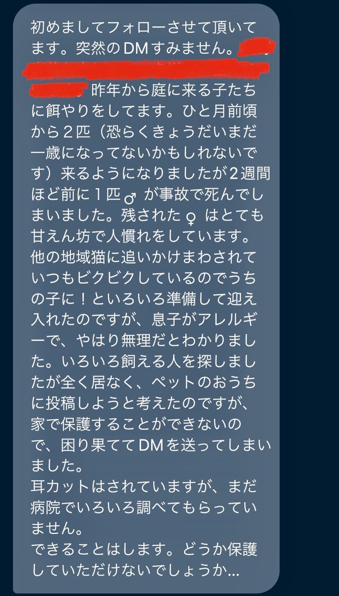 docma1212's tweet photo. 絶世の美少女がやって参りました🫶
外猫ちゃん達のTNR、お世話を頑張ってくださっている方からのSOS。兄弟が亡くなってしまい保護を決意…😭
明後日病院行って早めに里親募集します！めちゃくちゃ性格良くなでなで抱っこ余裕、他の猫に威嚇なし！完璧か？？
ビビッと運命感じちゃった人はDM🫡 https://t.co/UaCs65j4si