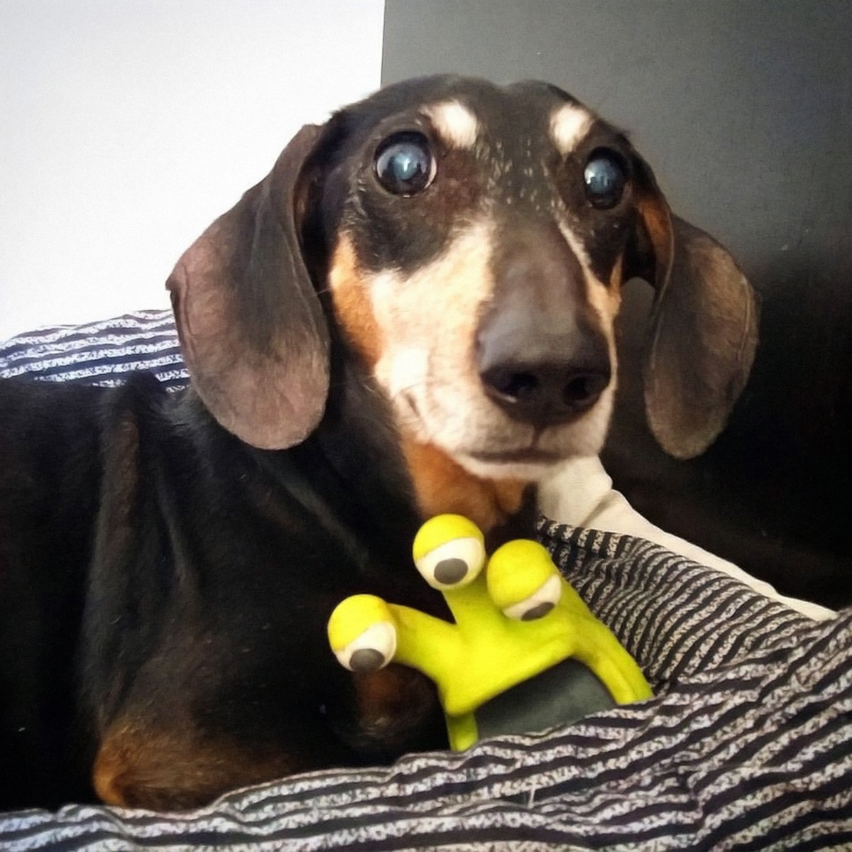 ian_dachs's tweet photo. Vzpomínkové, 22. 5. 2016: Neděle 🐕 s Jondou.
#Sunday #Relax #BestFriend #Bestevenn #Jonáš #Dachshund #Wiener #Dog #GrandpaJonas #AtHome #InstaWiener #InstaDog #MagicOfMoments #Instagood #FollowMe #Weekend #Søndag #Avslapping https://t.co/aDyzrub1JJ