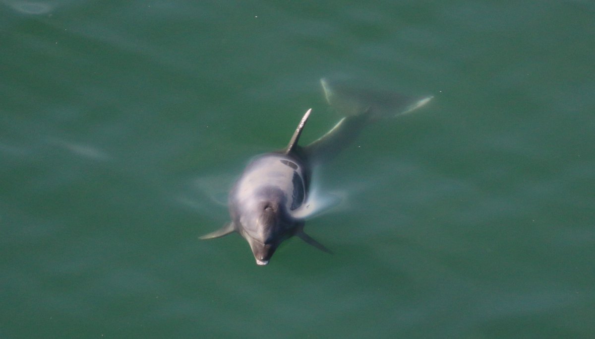 Come and celebrate World Oceans Day with Ocean Science Consulting (OSC) at @DunbarHarbour! When: Thursday 8th June 10am-2pm & 4pm-5:30pm Where: McArthur’s Store, Dunbar Harbour All ages welcome! #WorldOceansDay #marinebiologists #whale #dolphins #marinemammals