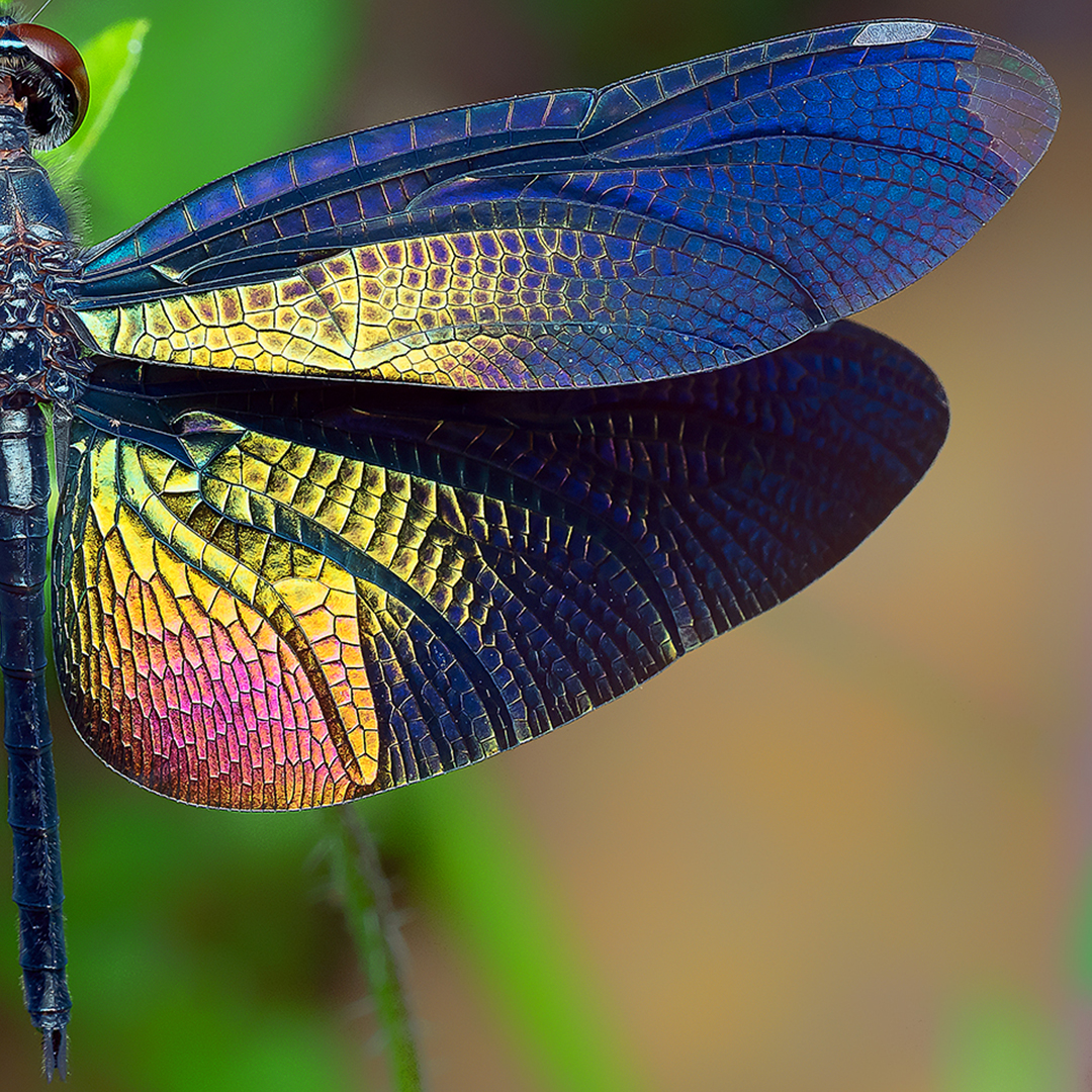 Iridescent dragonfly 🧚

Rhyothemis plutonia are rare but easily identifiable thanks to their broad and dark wings, which can measure up to 32mm. The equivalent of a medium-sized safety pin!

#EarthCapture by Marcus Kam via Instagram