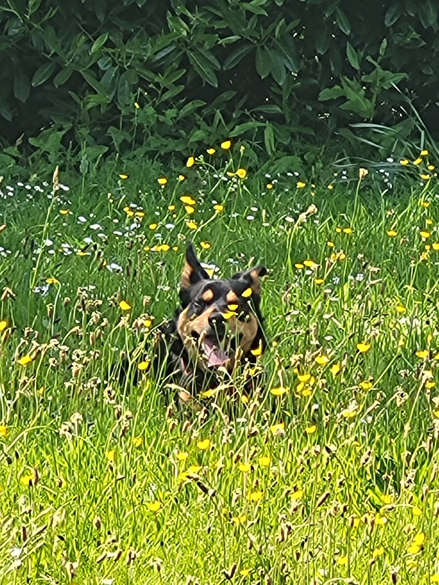Taliesin the #SchoolDog had a lovely time chasing a ball on the lawn amongst the wildflowers. He says long live #NoMowMay! #WellbeingMatters #TeamMillbrook #BeTheBestYou