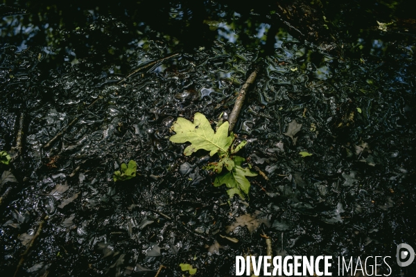 Dans la forêt #photo  © Cyril ENTZMANN